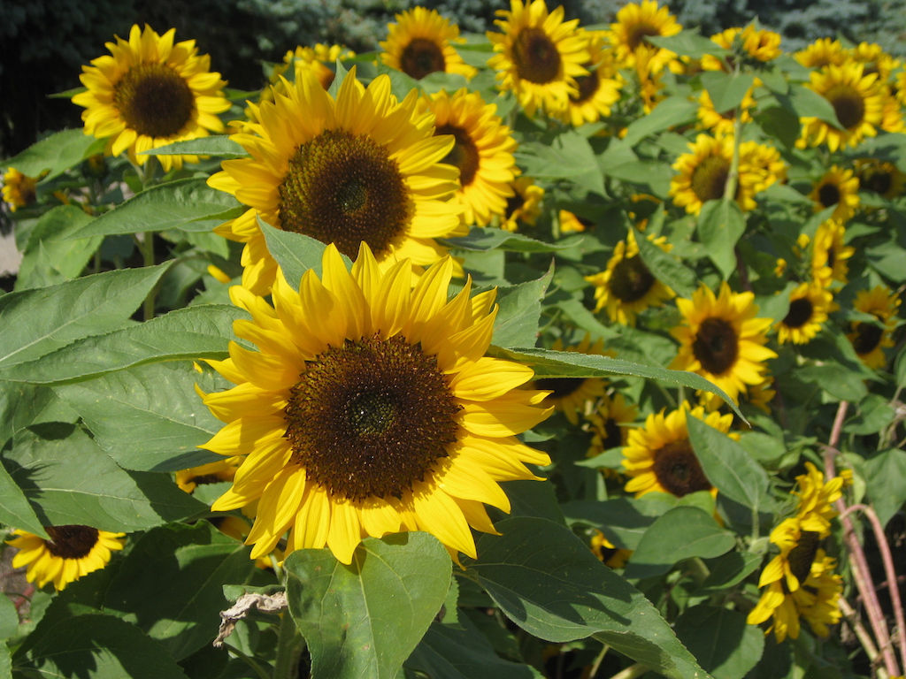 Sunflowers in Regina