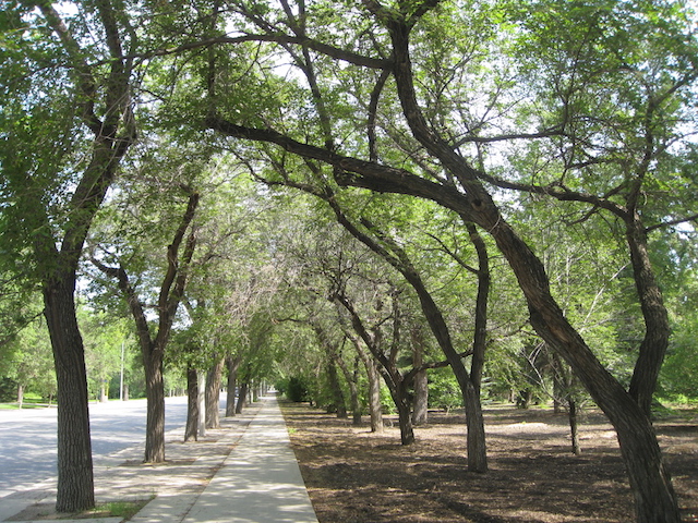 Tree-lined sidewalk