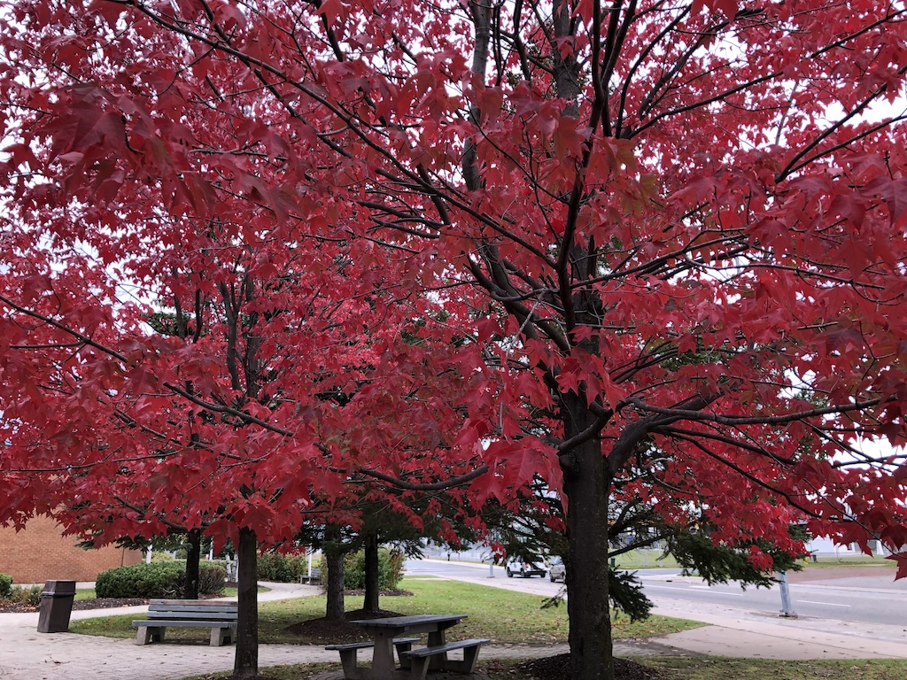 Red maple trees