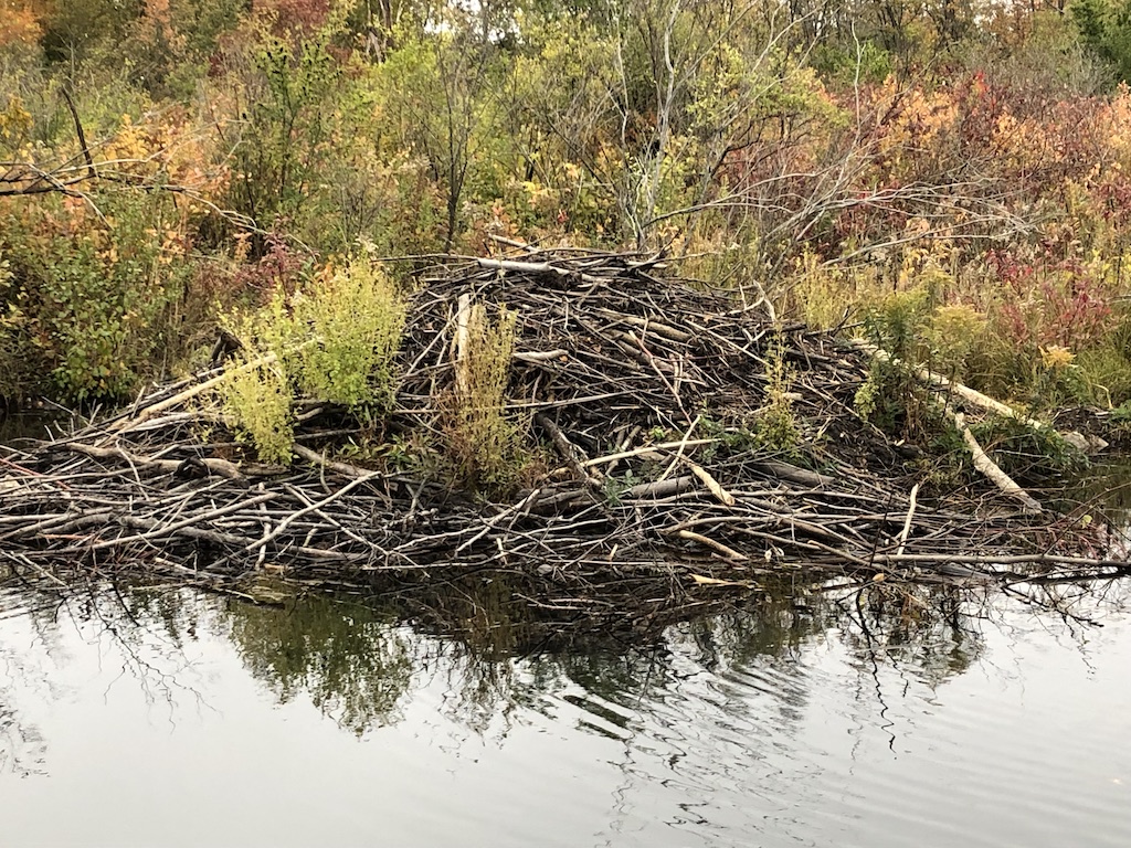 A beaver dam