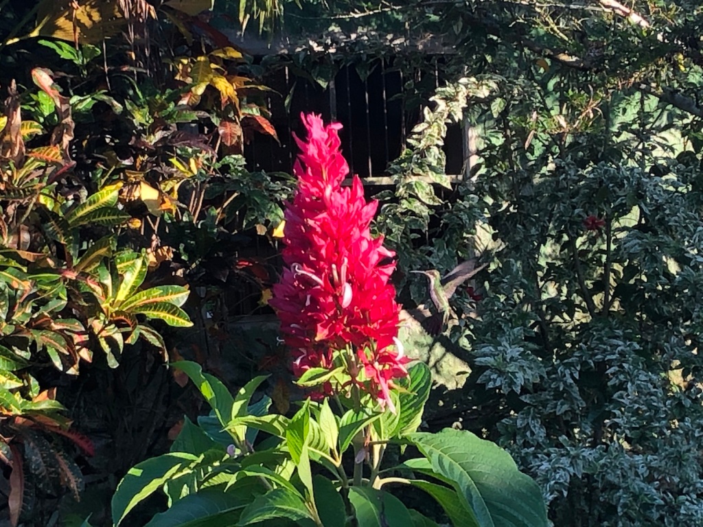 Hummingbird by a red flower