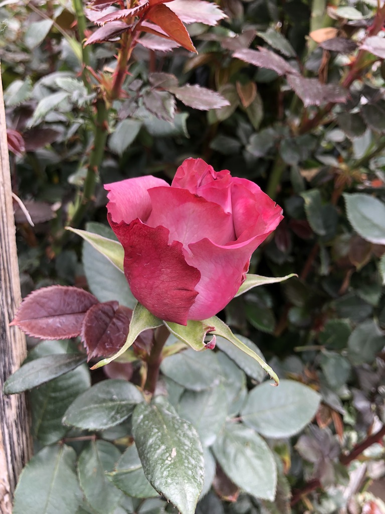 Pink Ecuadorian rose.