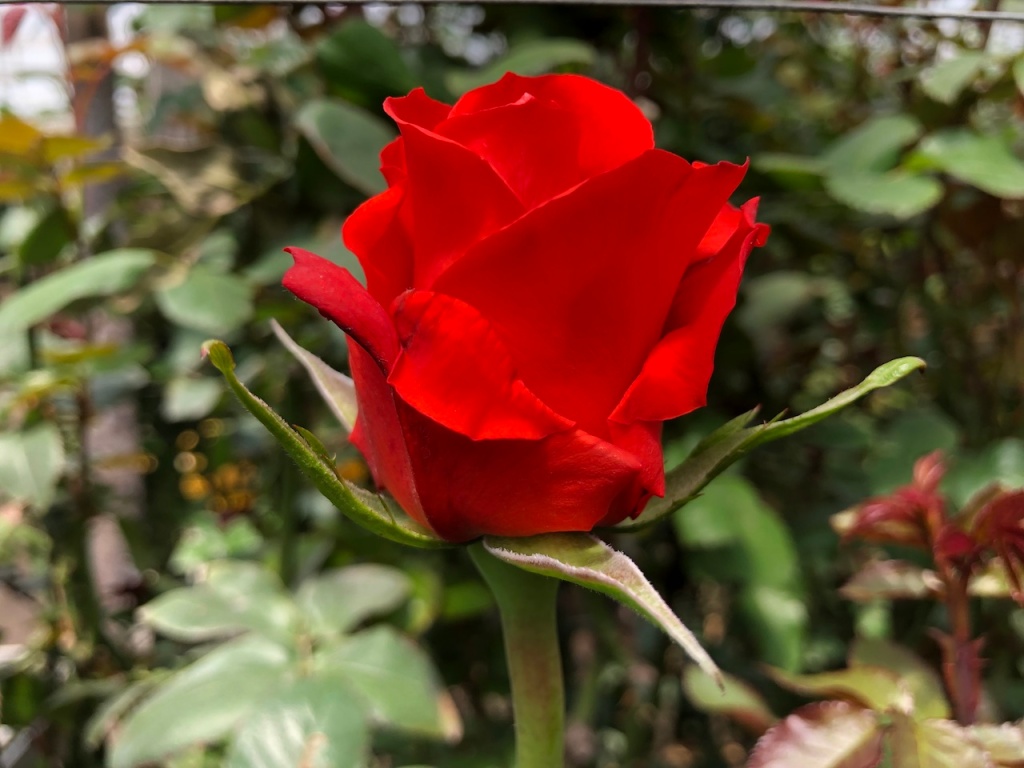 An Ecuadorian red rose