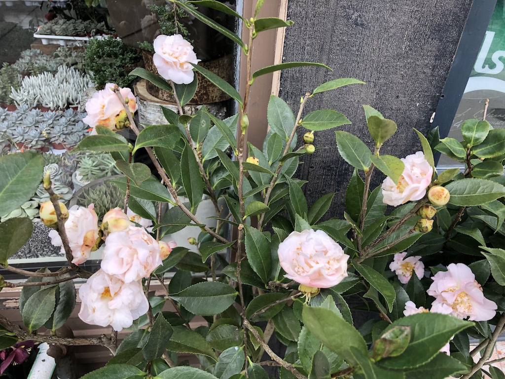 Pink and highly fragrant Camellia Lutchuensis