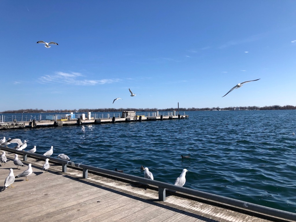 Gulls by the lake