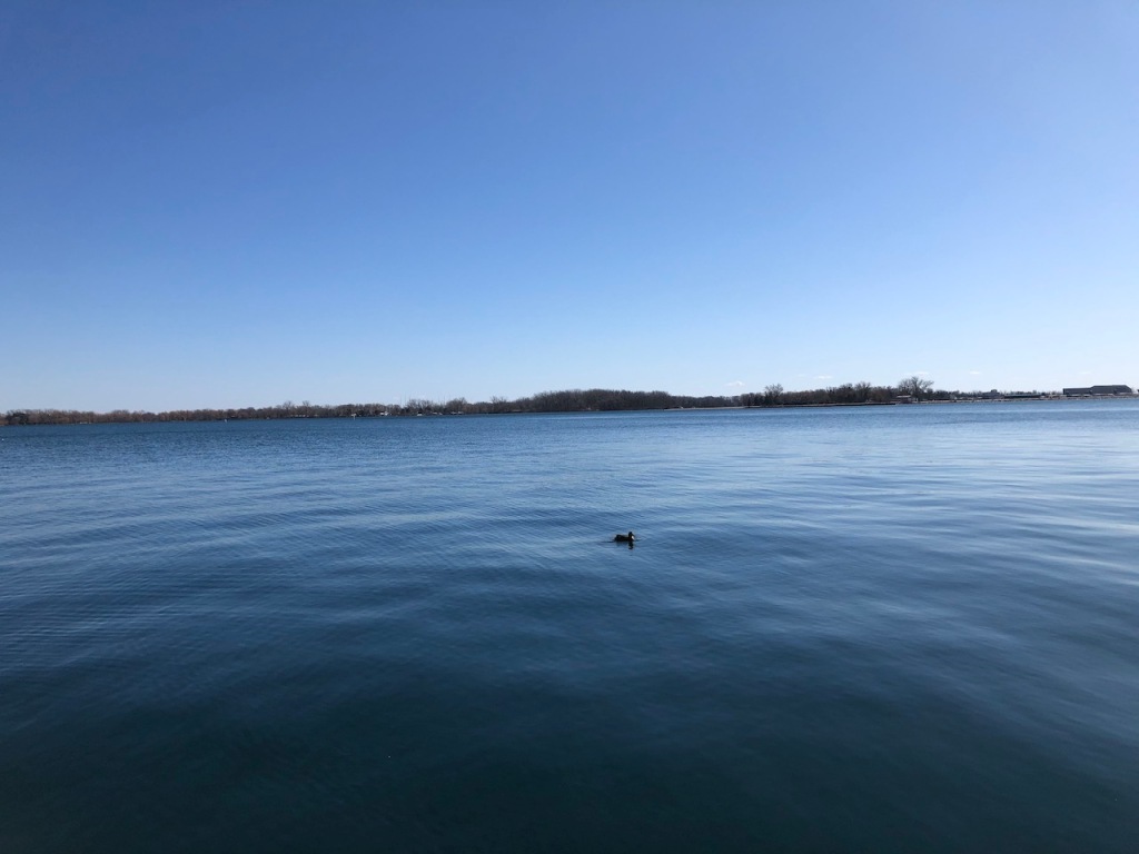 Duck in a calm lake