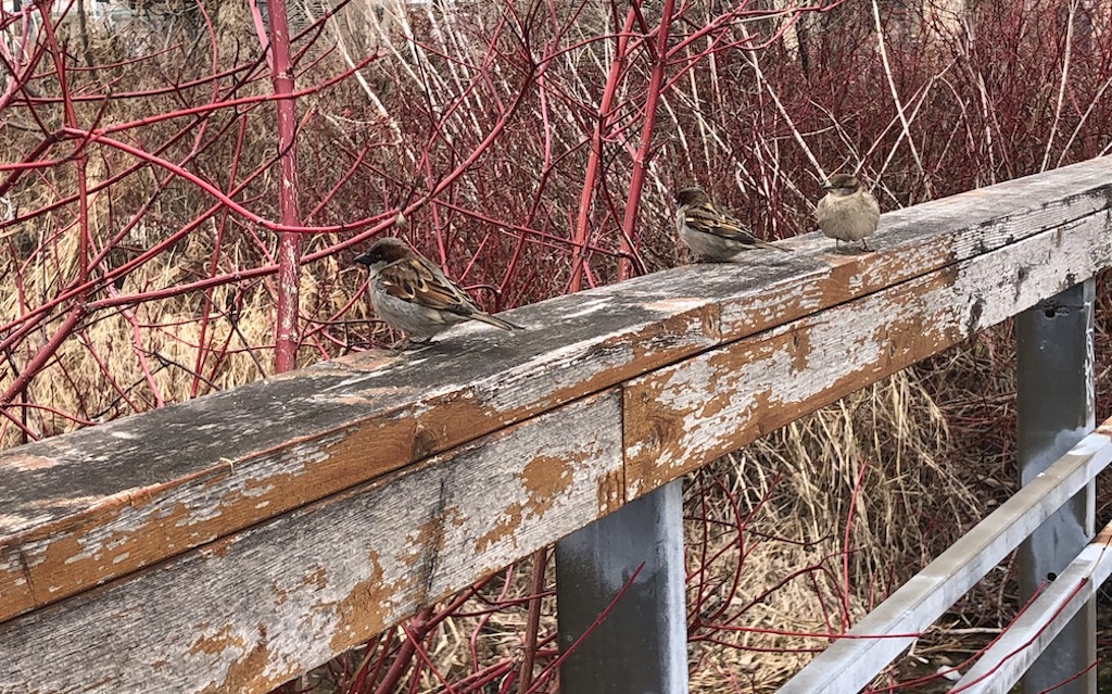 Three sparrows
