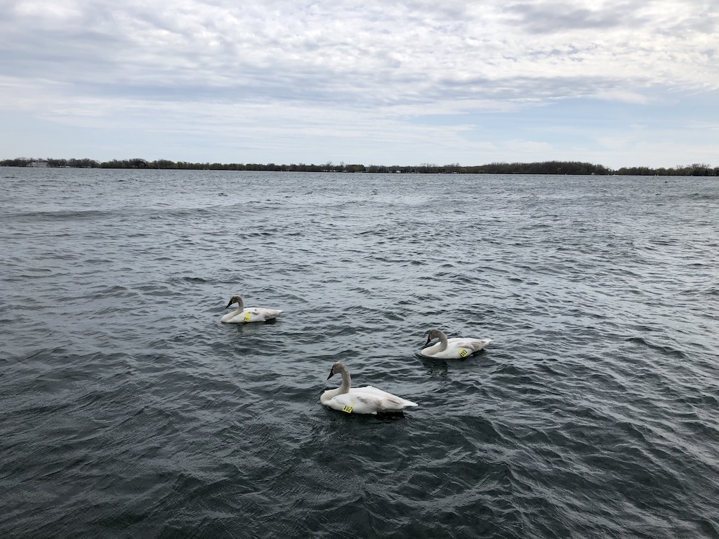 Three Trumpeter swans X01, X02 and X03