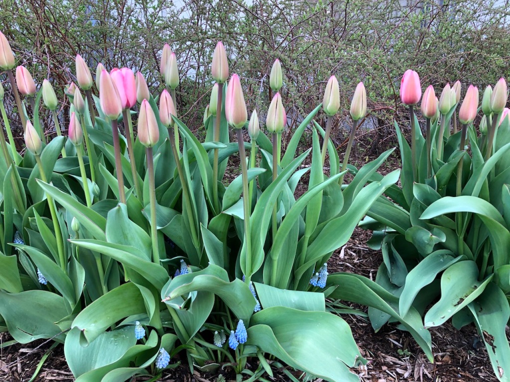 Tulips in Spring.