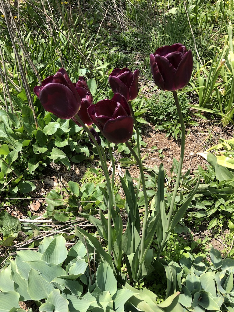 Deep burgundy tulips