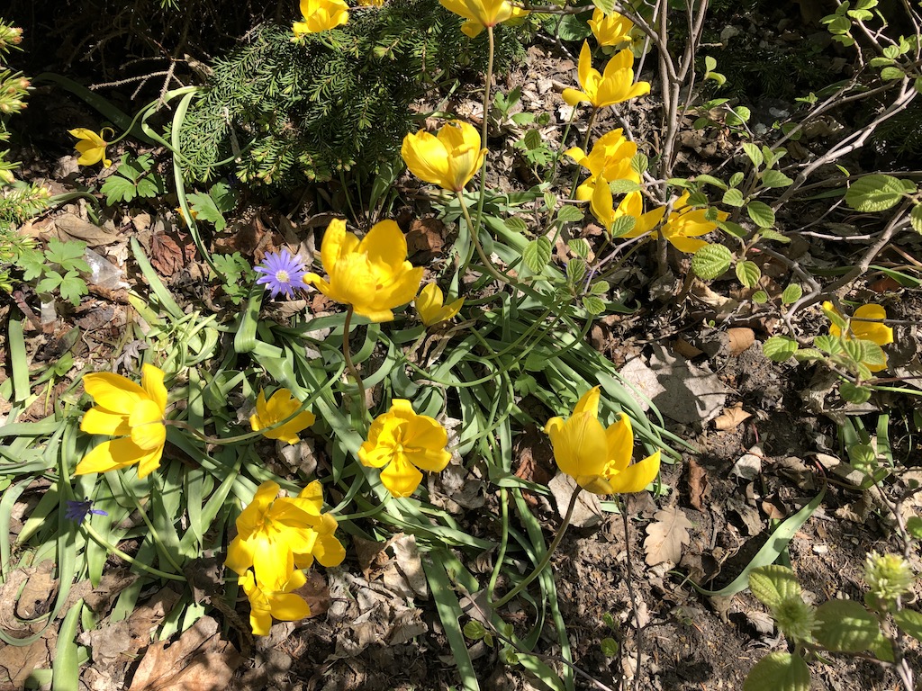 Yellow wild tulips