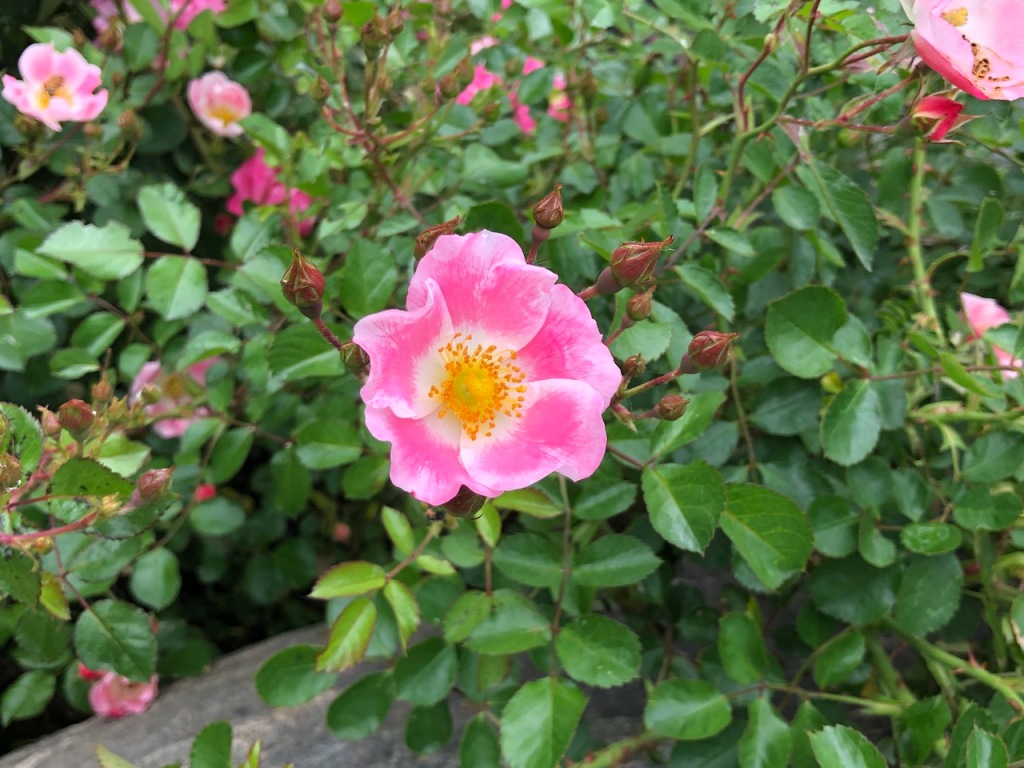 Fragrant rose bushes.