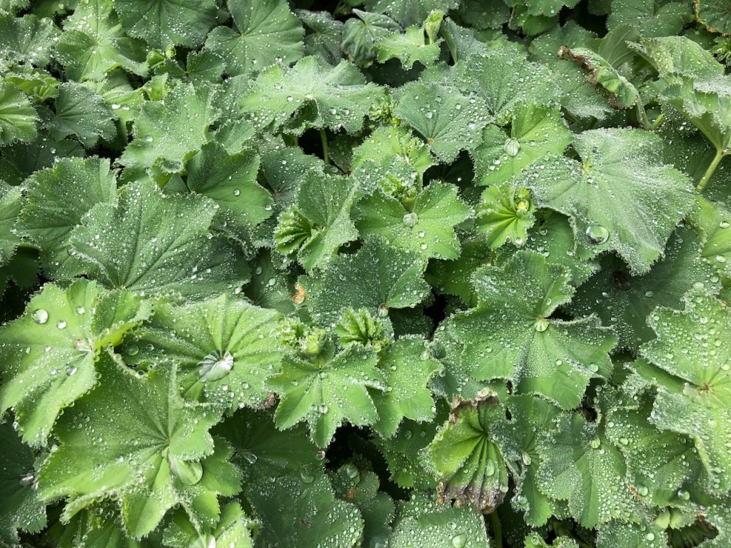 Lady's Mantle plants with rain drops on green leaves.