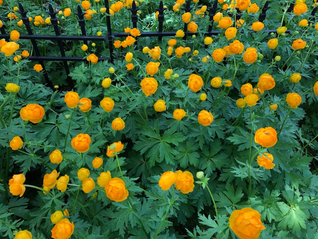 Orange flowers.