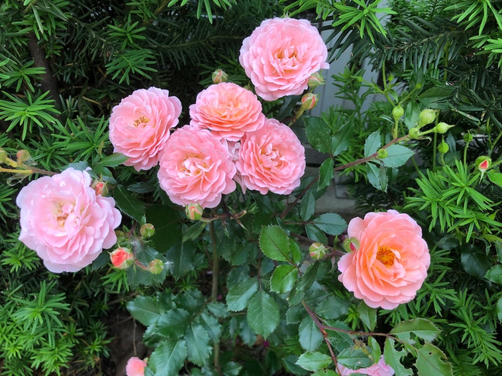 These pretty peachy roses brighten up any day.