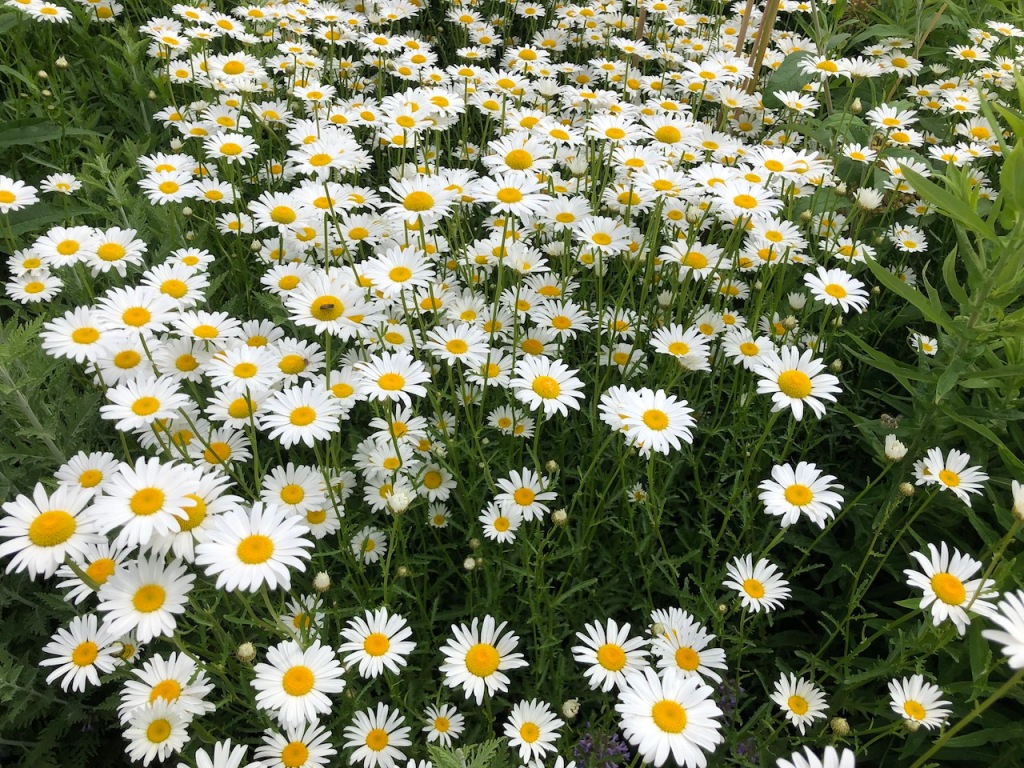 A patch of pretty white daisies.
