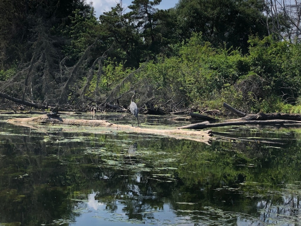 Grey heron on Toronto Islands
