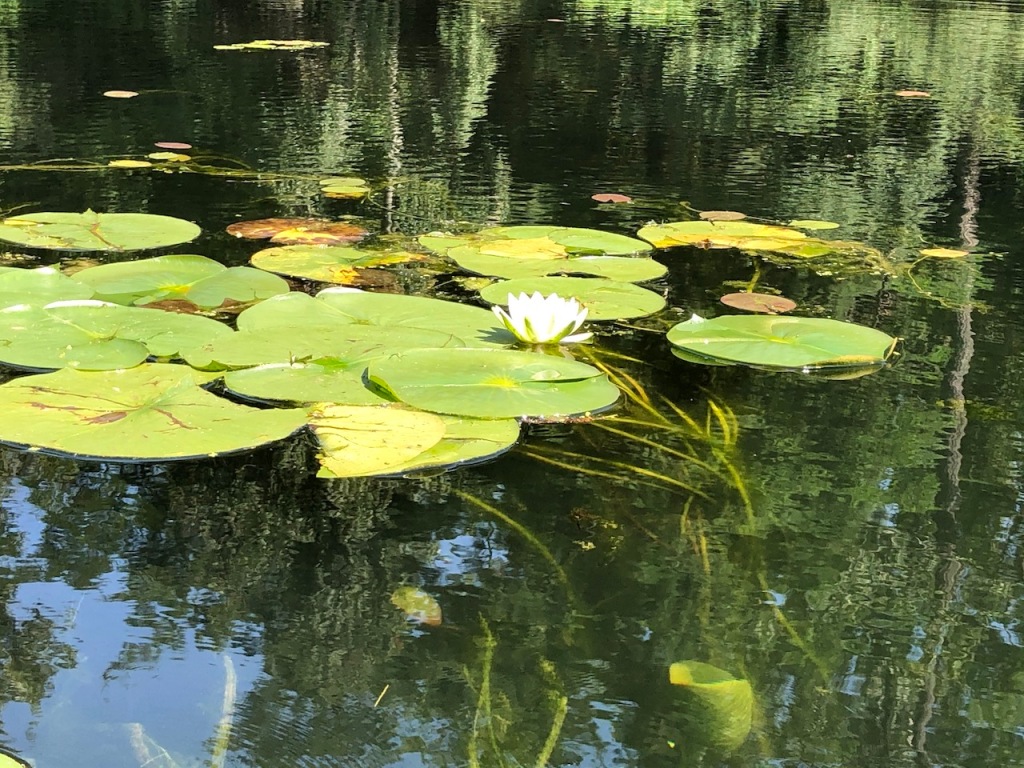 White water lily on Toronto Islands