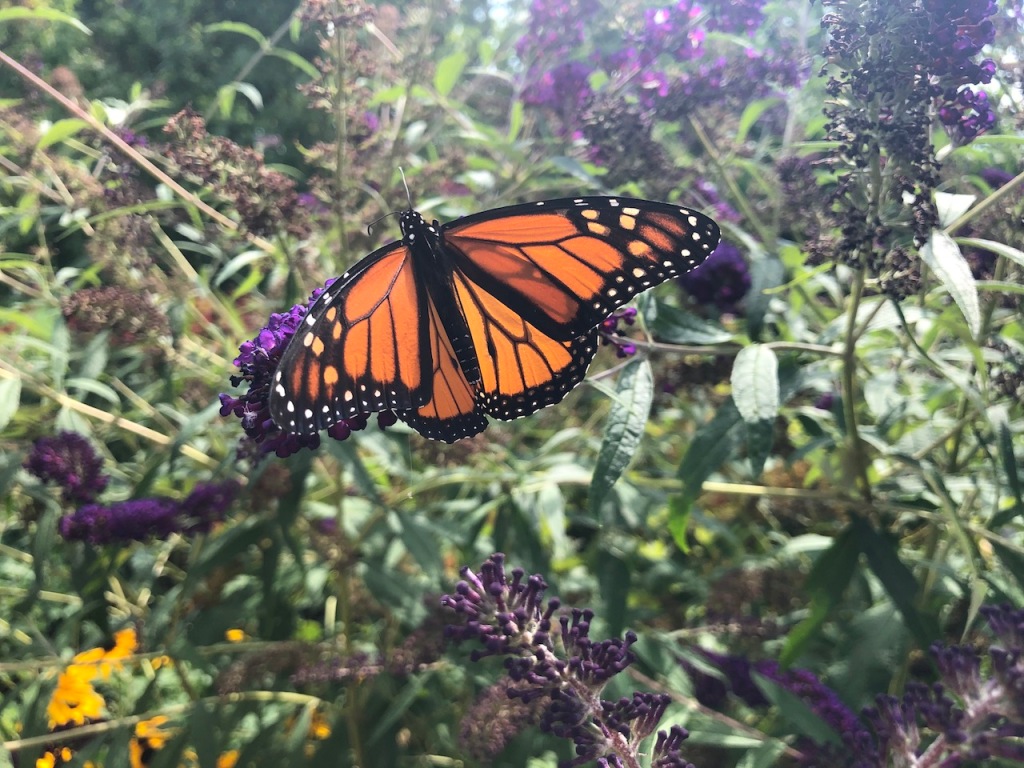 Monarch butterfly on a butterfly brush flower