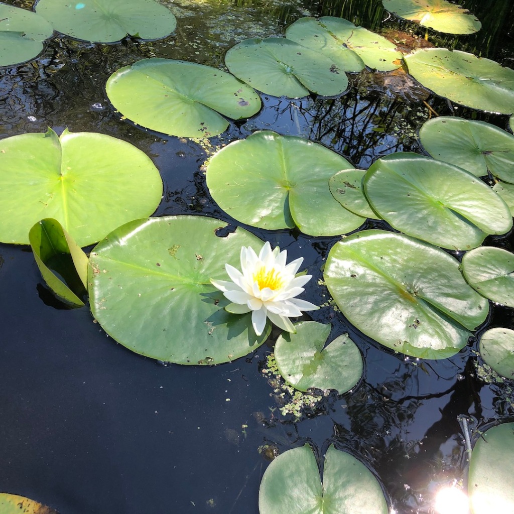 White lotus flower.