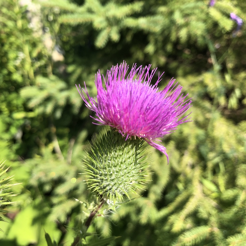 Pink thistle