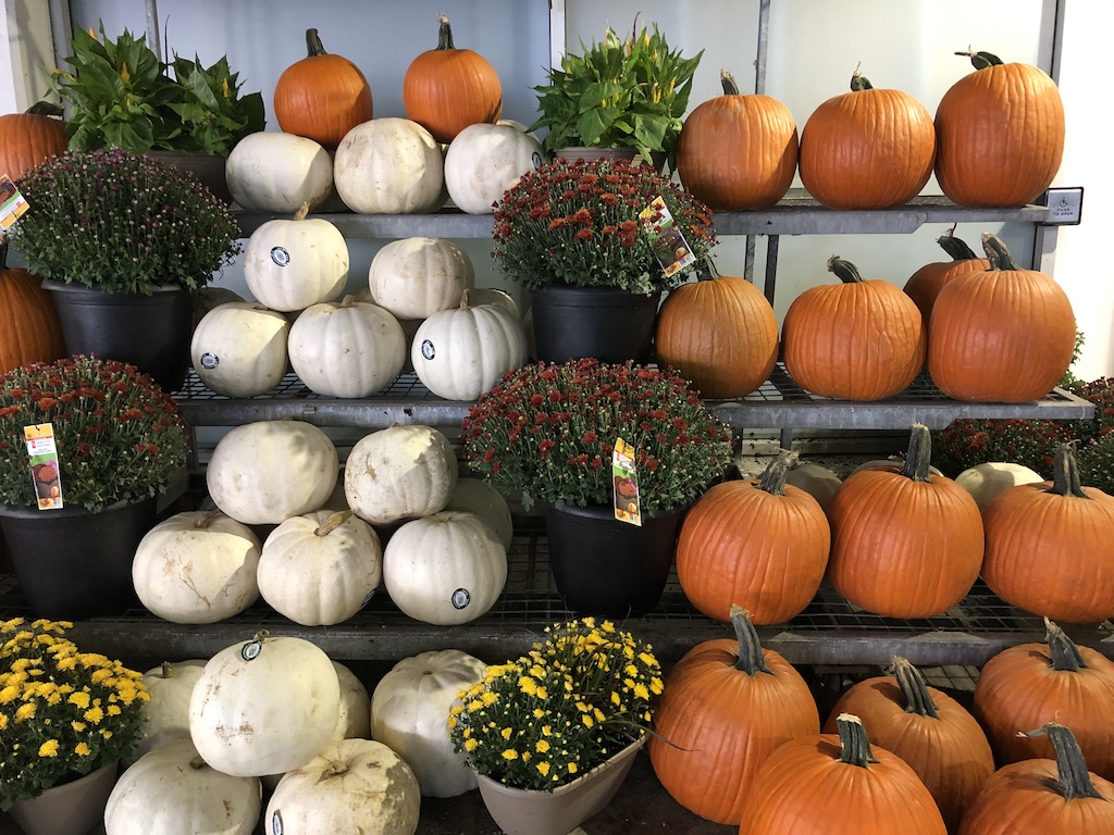 Potted mums and pumpkins.