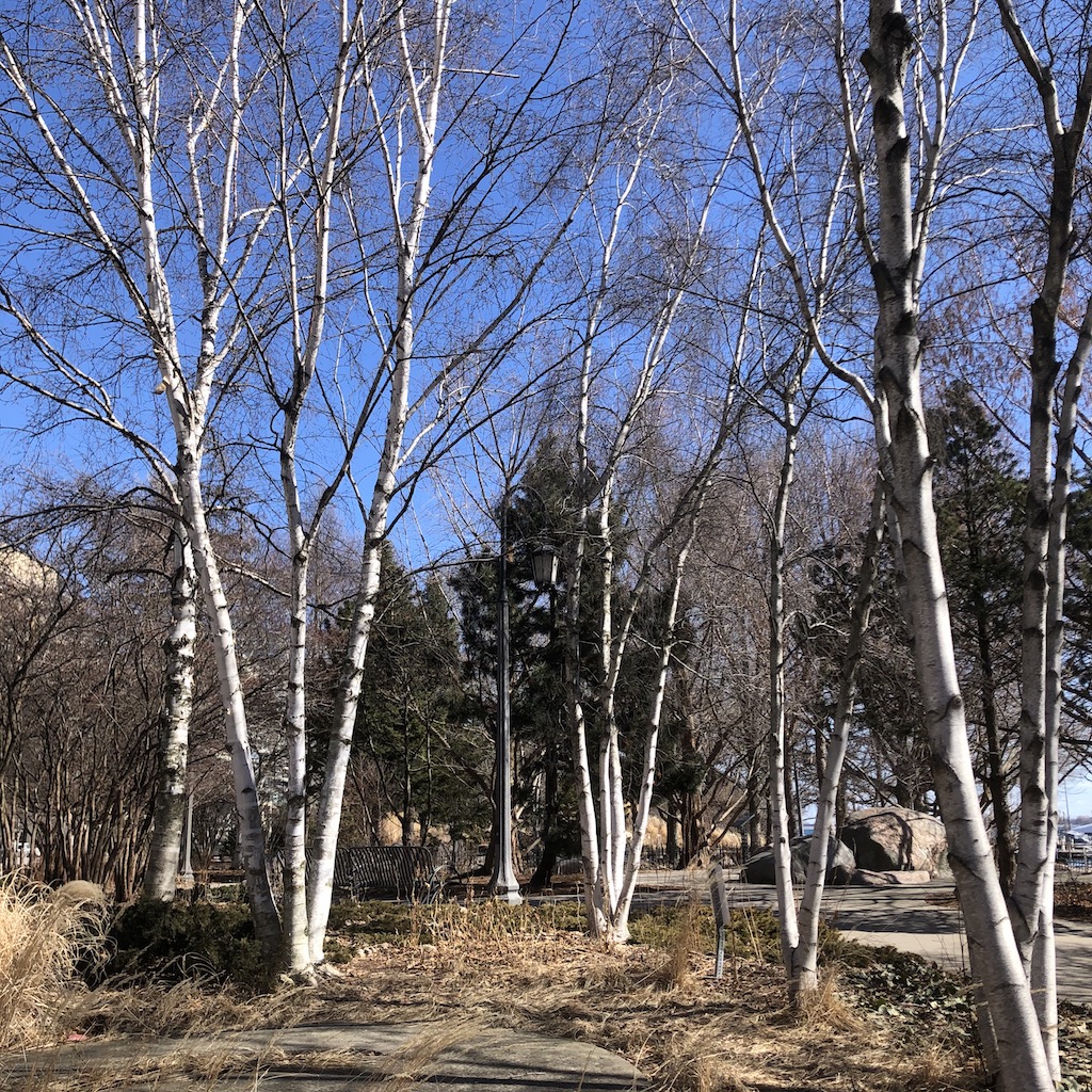 White birch trees.