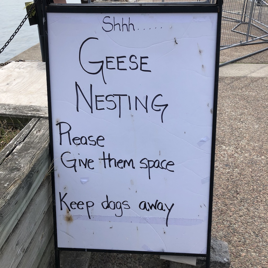 Geese nesting sign.