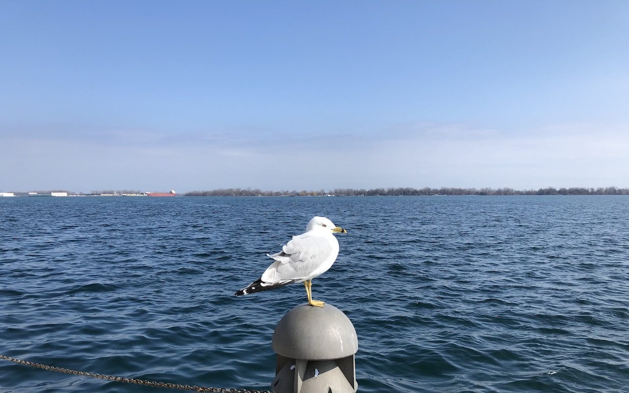 A gull.