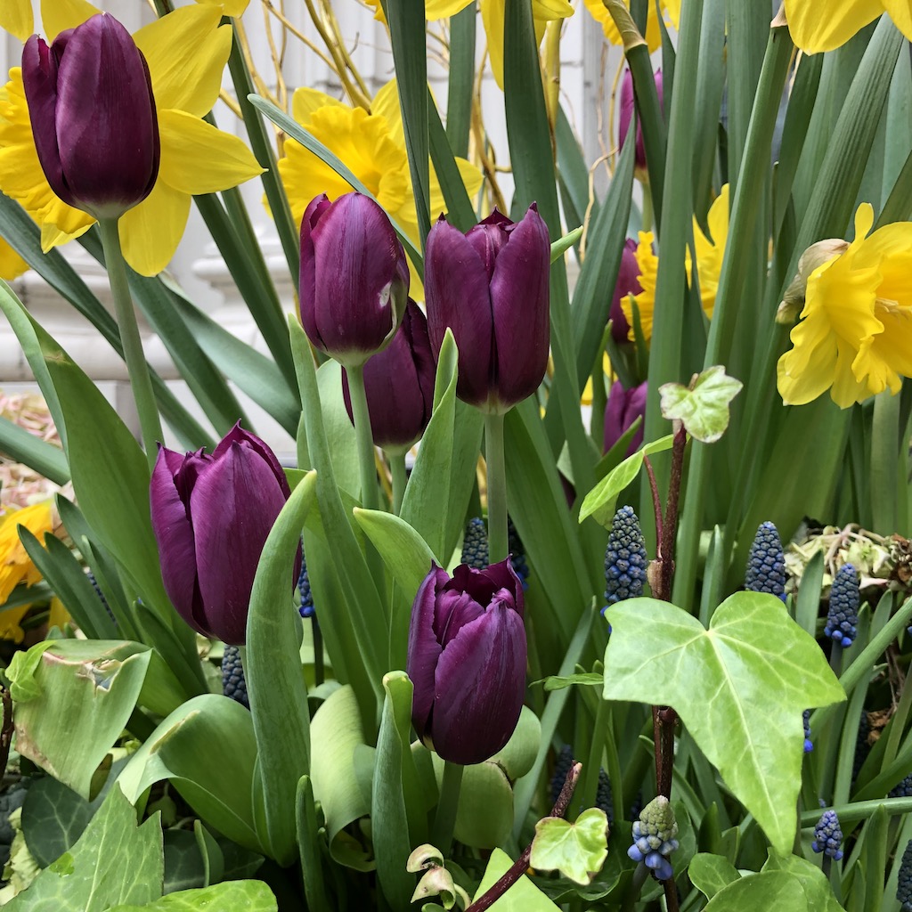 Purple tulips.