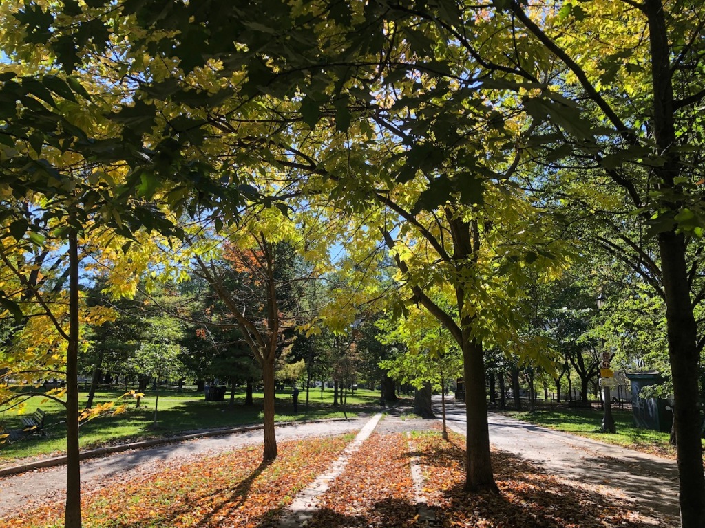 Variety of trees in Trinity Bellwoods Park.