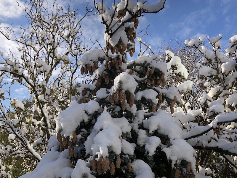 Fresh snow on pine cones and tree branches.