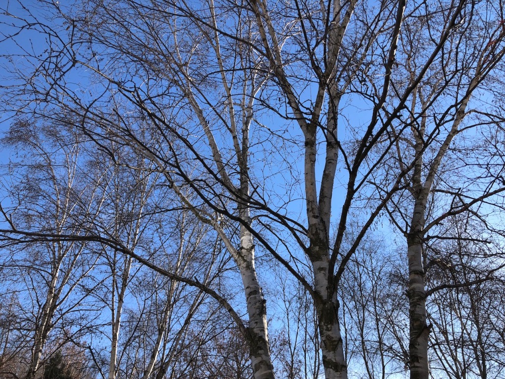 White birch trees and a clear blue sky on January 4, 2022